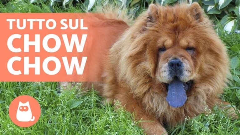 Cani Chau Chau: Caratteristiche e Cura Ideale