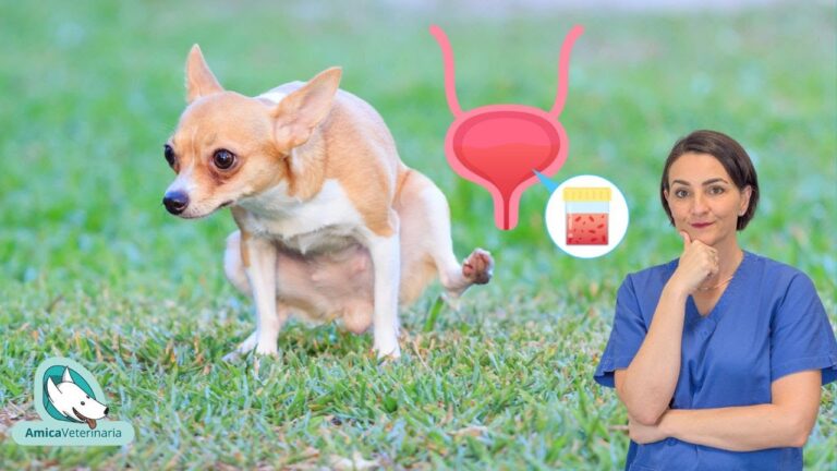 Analisi del Sangue nelle Urine del Cane: Cosa Sapere