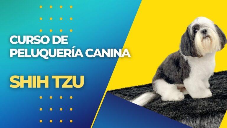 Guida alla Cura del Shih Tzu a Pelo Corto