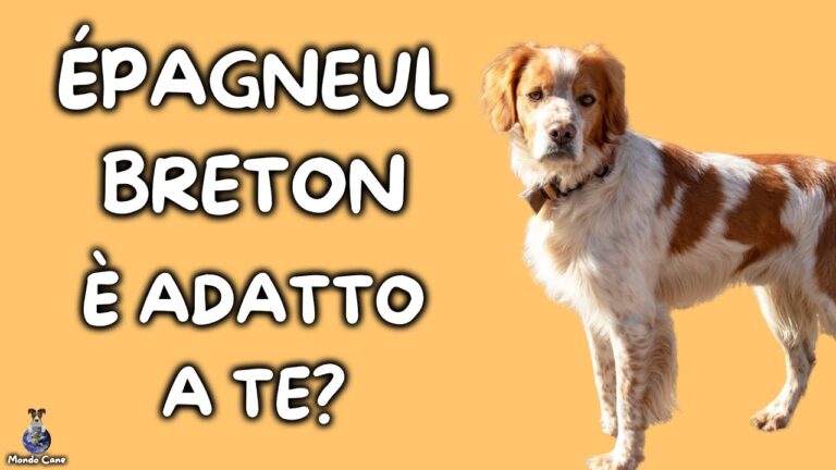 Pregi e Difetti del Breton: Una Guida Completa