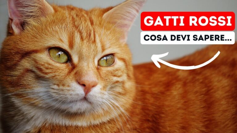 Il Fascino del Gatto Femmina Rosso