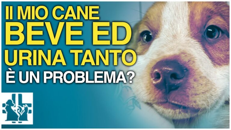 Leishmaniosi nei Cani: L’importanza dell’Idratazione Adeguata