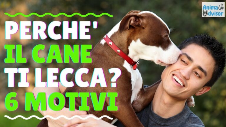 Perché il Cane Mi Lecca Sempre: Significati e Comportamenti