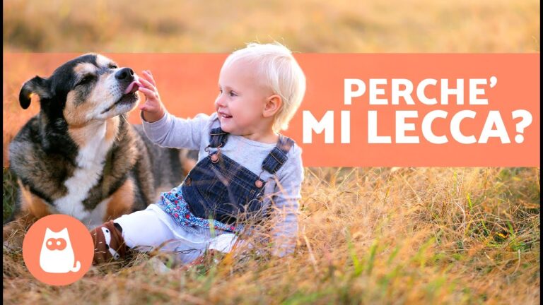 Perché il mio cane mi lecca: motivi e significati