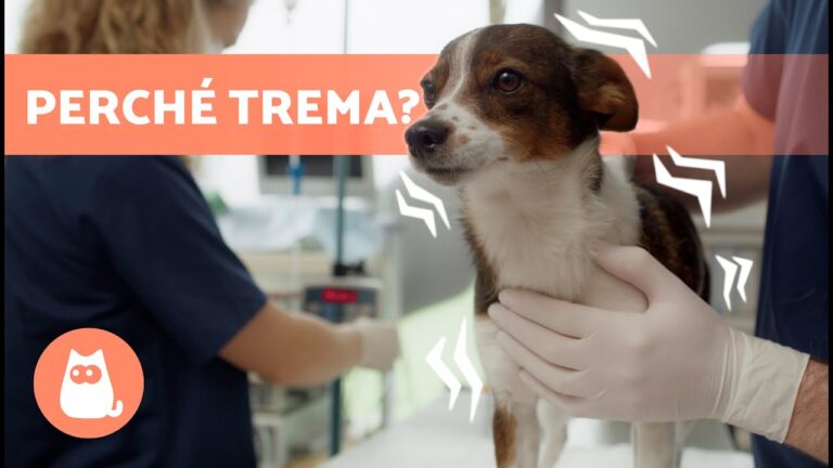 Tremore al Cane: Cause e Soluzioni Efficaci
