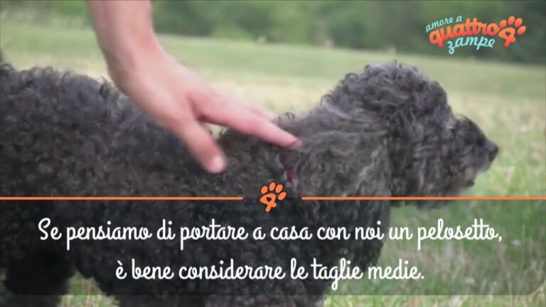 I Cani di Taglia Media Più Belli da Avere