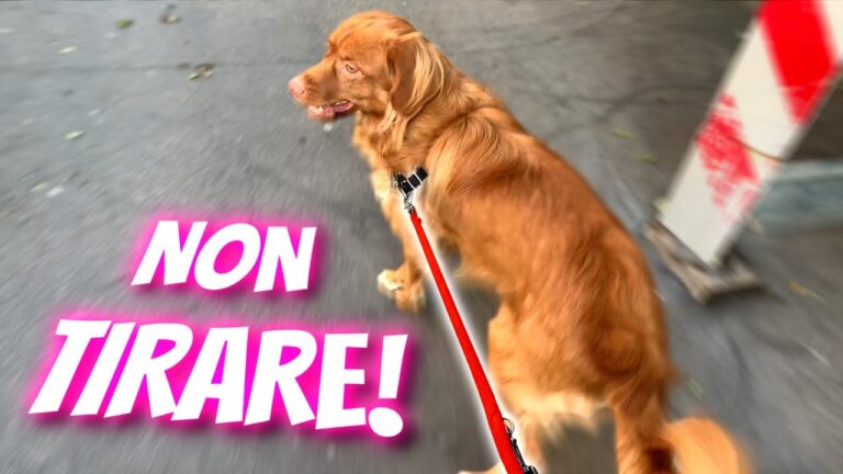 Cane e Guinzaglio: Come Gestire un Tira-Tira