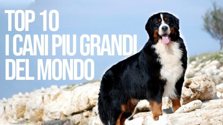 Cani di Razza di Grande Taglia: Guida Completa e Cura