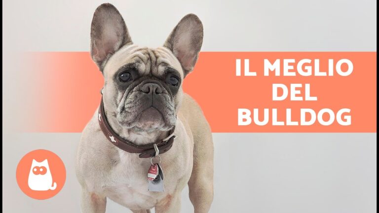 Svantaggi del Bulldog Francese: Cosa Sapere Prima di Adottarne Uno
