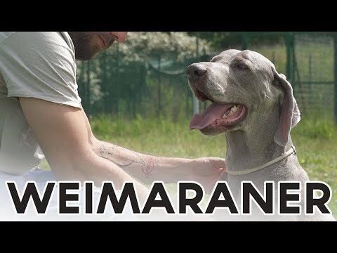 Cani Grigi a Pelo Corto: Caratteristiche e Cura